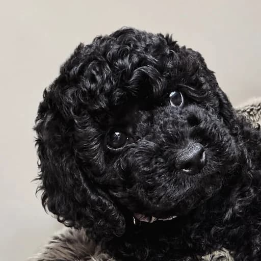 Luna, a black curly-coated puppy training to be a therapy dog